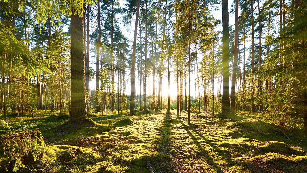 Fake Sun Rays That Don't Look Fake: A Photoshop Trick Worth Stealing