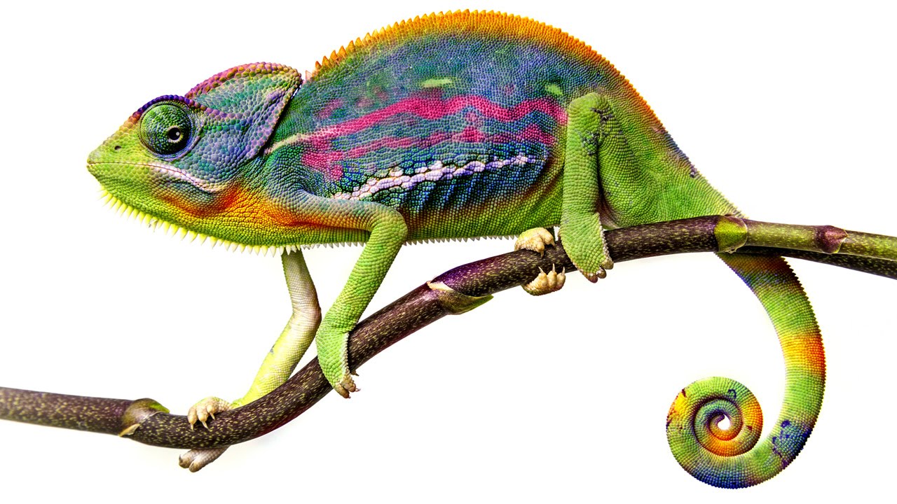 Stop Guessing With Color: A Practical Guide to Hue/Saturation in Photoshop