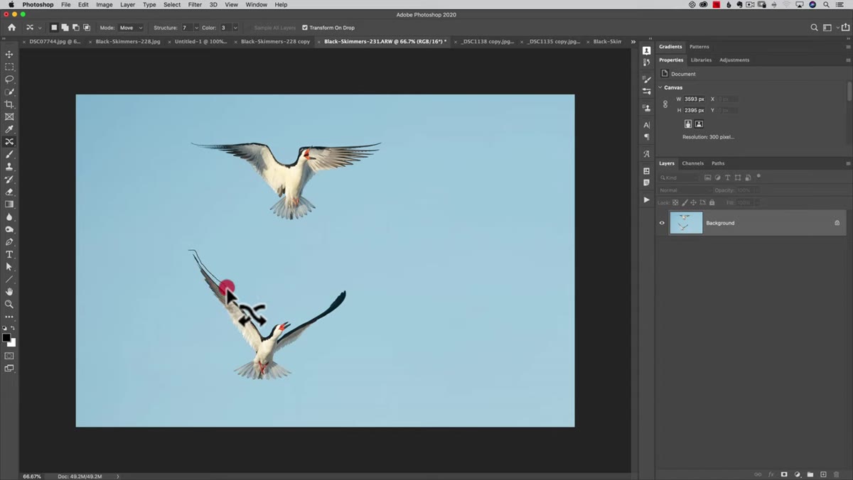 Lasso selection drawn around the upper bird