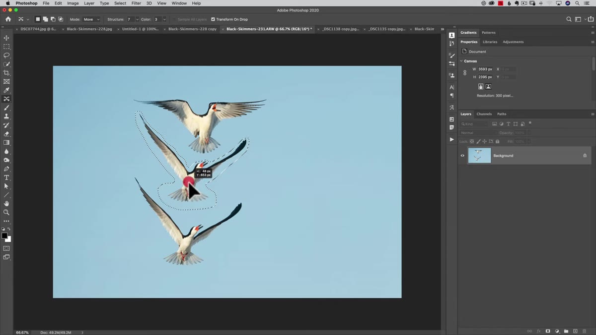 Cursor placed inside selection, bird being dragged closer
