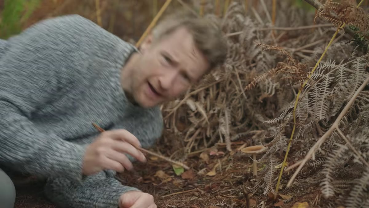 Mushroom spotted on forest floor among fallen leaves