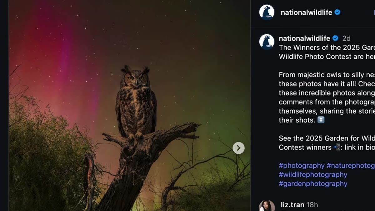 Close-up of the owl competition image showing the anomalous elements
