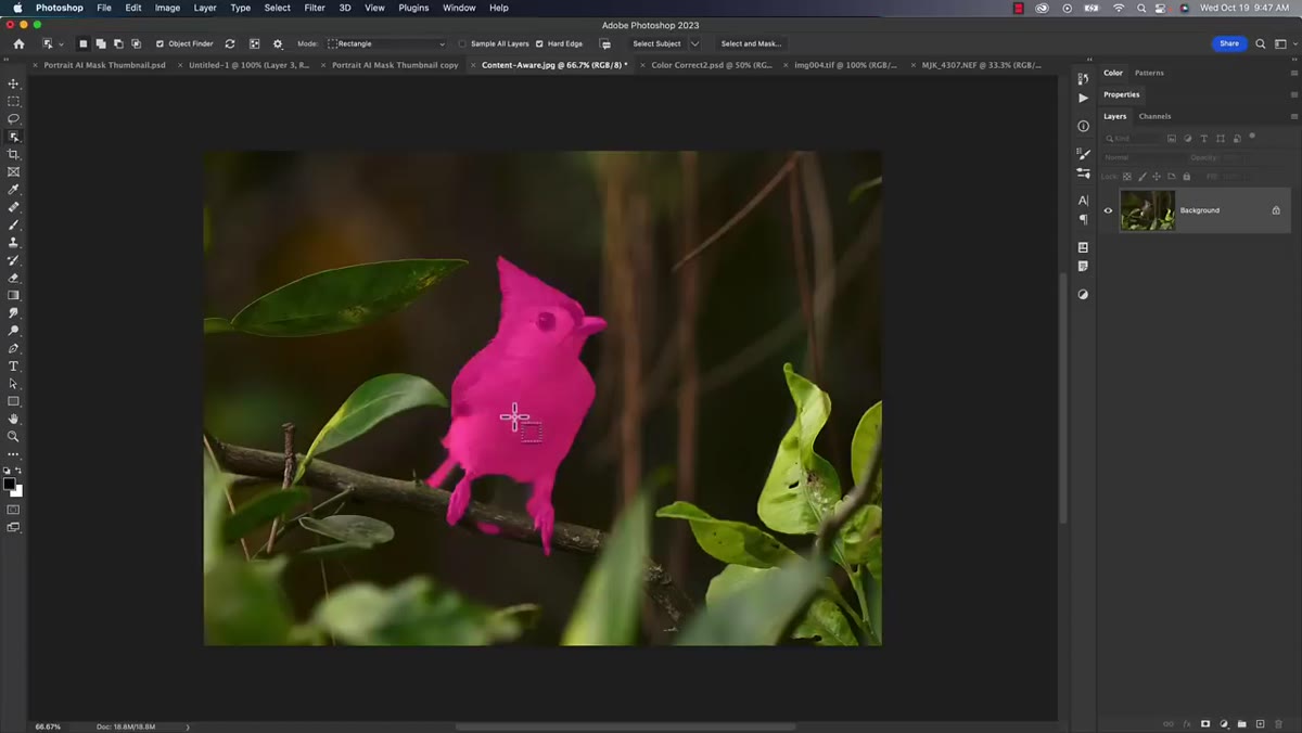 Hovering over bird subject showing automatic selection highlight