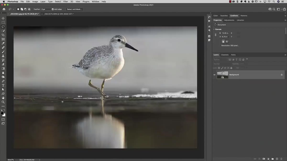 Photoshop open with a processed nature photo ready to edit