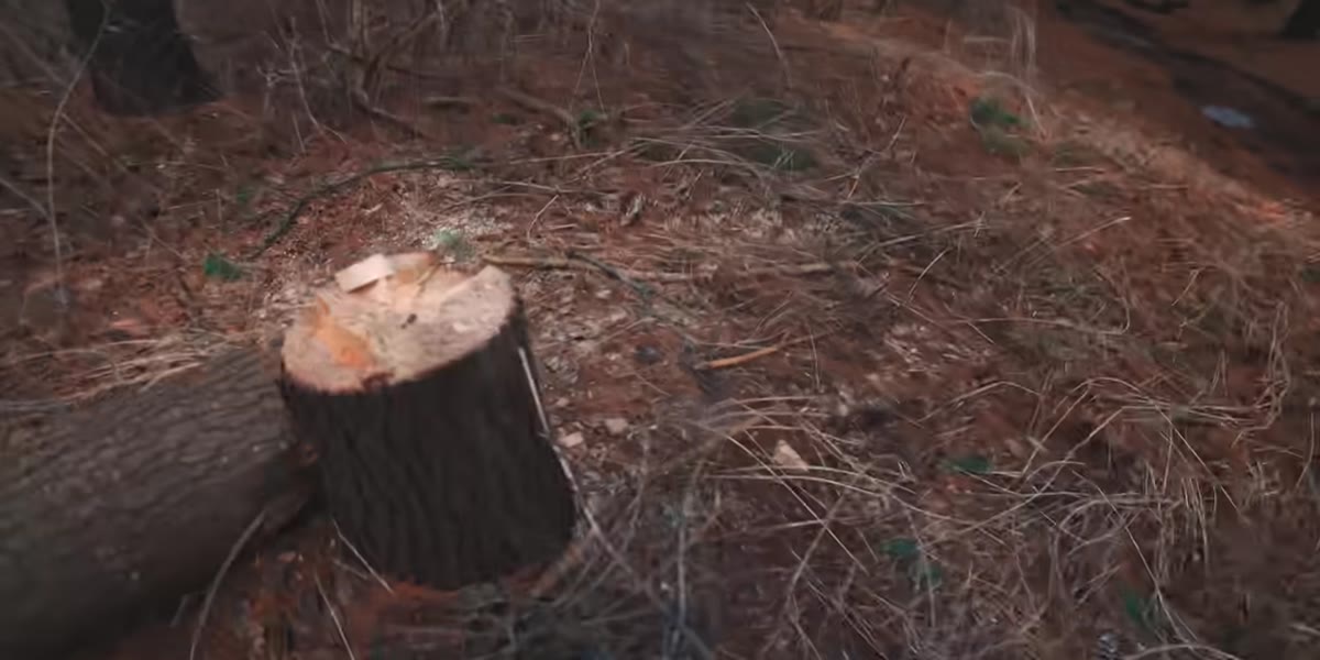Tripod placed on a tree stump in outdoor setting
